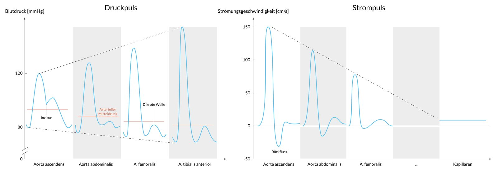 <p>B. The propagation velocity of the pressure pulse is greater in the femoral artery than in the aorta.</p>