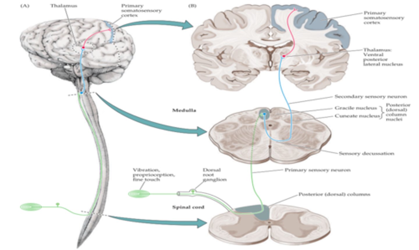<p>It ascends ipsilaterally via the DC, and then decussates in the medulla and continues in the ML.</p>