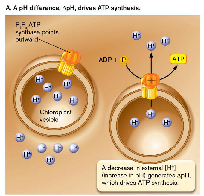 <p>The ETC stores the energy of the ion gradient through electrical potential (Δψ) or the pH difference (ΔpH), these gradients are the result of pumping electrons and H+ ions</p>