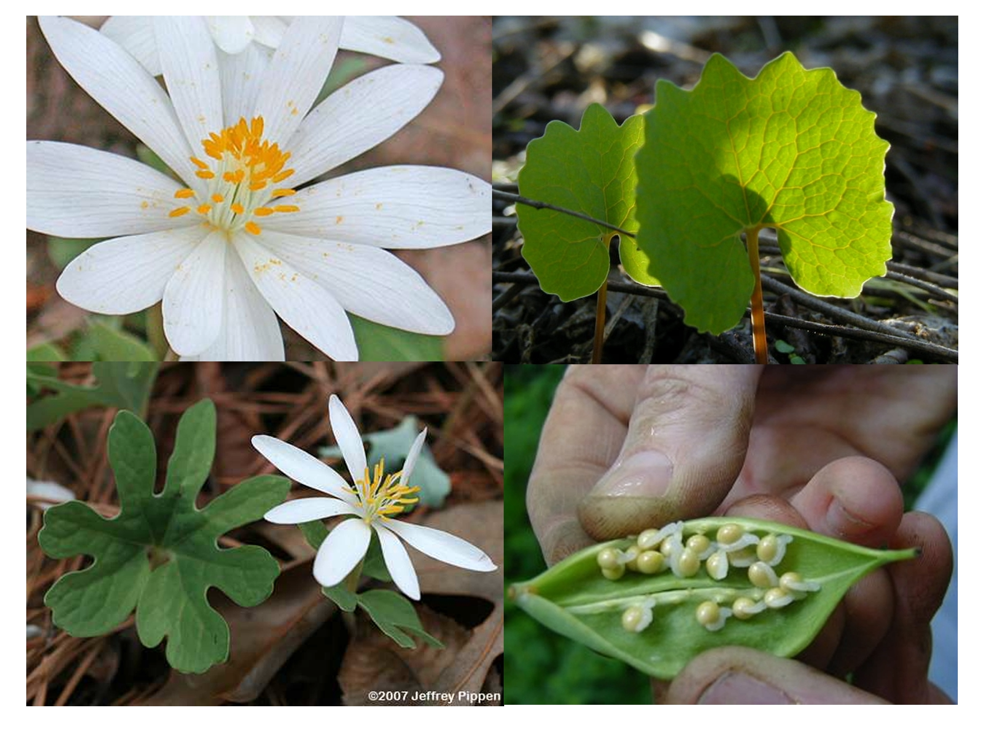 <p>CA2 CO4,8 Amany G_(2-many) (actionomorphic or zygomorphic, capsules)</p>