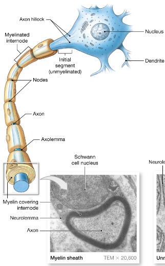 <p>Whitish, fatty (protein lipid), segmented sheath around most long axons Protection of axon Electrically insulates fibers from one another Increase the speed of the nerve impulse transmission NOT ALL AXONS HAVE A ____ ____</p>