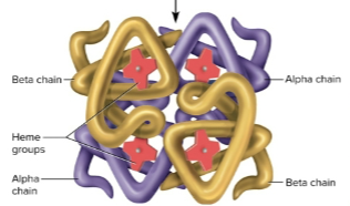 <p>Quaternary structure</p>