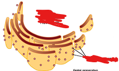 <p>What organelle is on the outside of this and where is it found?</p>