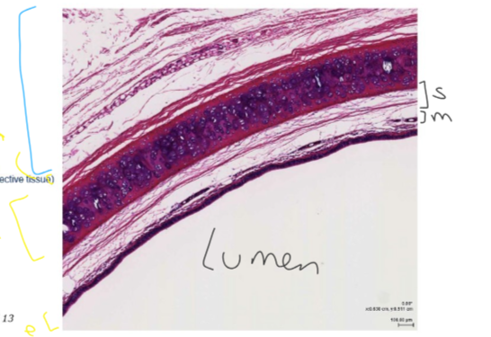 <p>What are the layers we can identify here?</p>