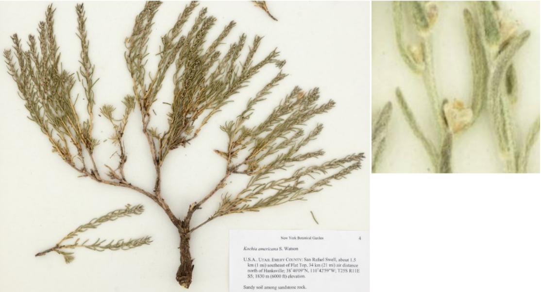 <p>star fruit on axil (armpit of leaf)</p><p>wooly hair </p><p>Succulent/thick leaf</p><p><u>Woody base</u></p>