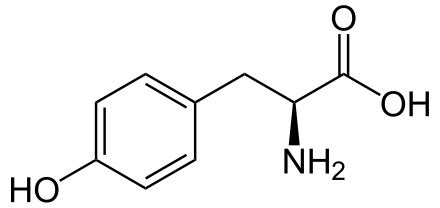 <ul><li><p>Aromatic + hydroxyl</p></li><li><p>Polar, uncharged</p></li><li><p><strong>Phosphorylation site</strong></p></li></ul><p></p>
