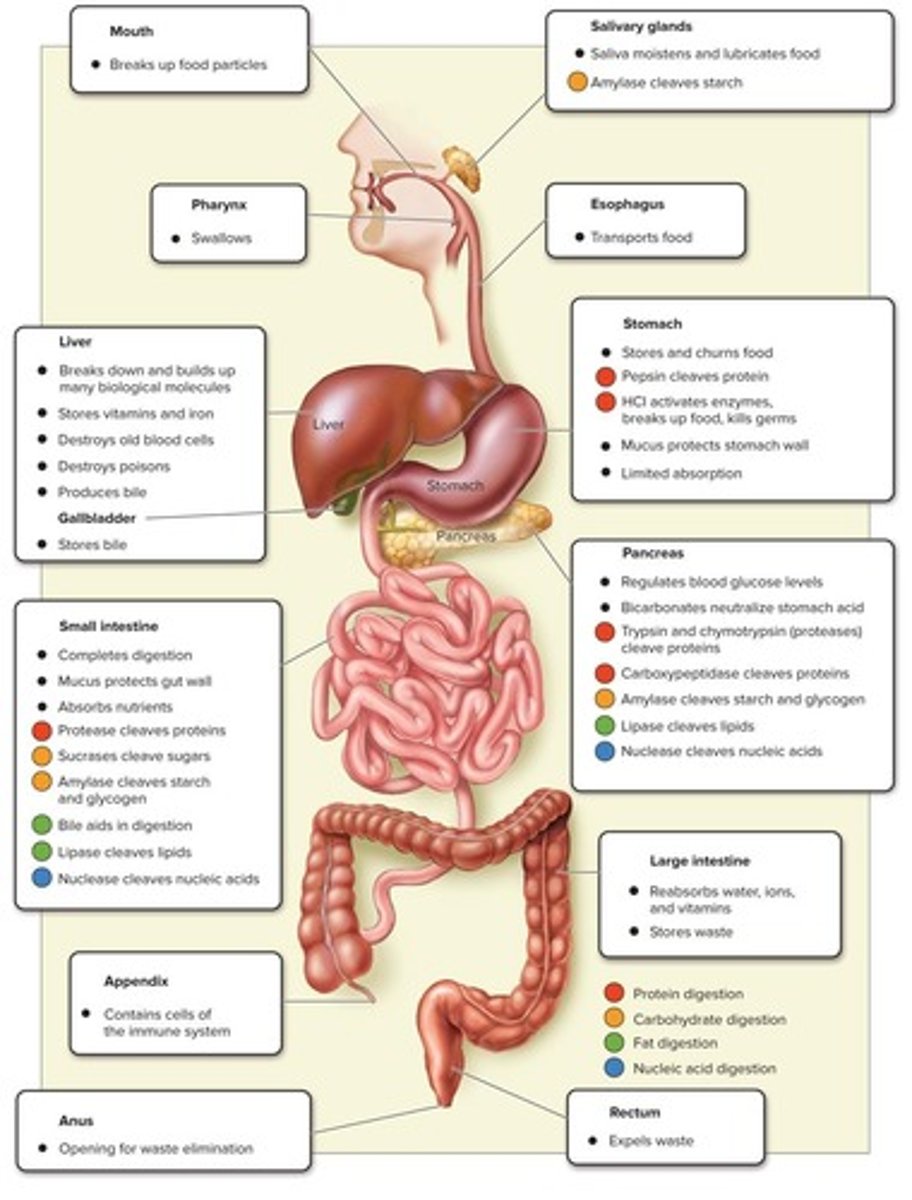 <p>The alimentary canal is a digestive tract with a separate mouth and anus.</p>