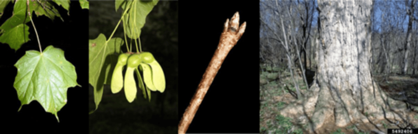 <p>Leaves: opposite; simple, mostly three-lobed, closely resembles sugar maple; but, leaf blades are thicker than sugar maple w/ drooping sides; stipule-like leaflets at base of petiole; lower surface is downy. </p><p>Twigs: stouter than sugar maple; mottled gray-brown; conspicuously, warty lenticels. </p><p>Buds: nearly black, hoary pubescent, sharp-pointed. in 1s or 3s</p><p>Fruit: double samara with a slightly larger seed cavity compared to sugar. </p><p>Bark: like sugar maple, but more corrugated (hard to distinguish from sugar w/out leaves). </p><p>Form/Silvics: similar to sugar, but black tends to grow on the moister soils of streams and river bottoms, and perhaps more tolerant of hotter/drier conditions.</p>