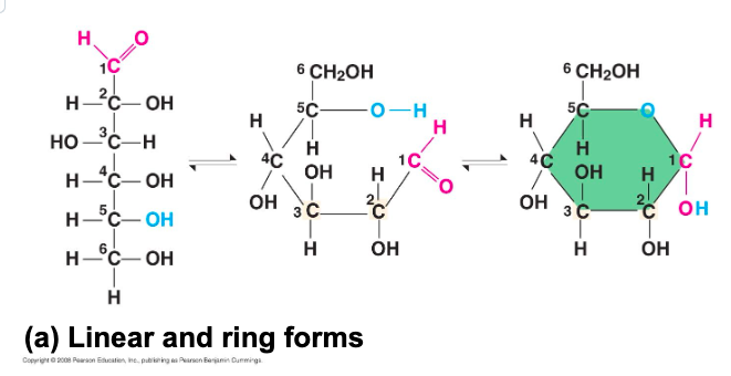 <p>major fuel for cells and as raw material for building molecules </p>