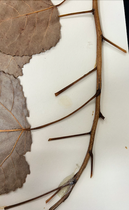 <p>Salicaceae</p><p><em>Populus</em></p>