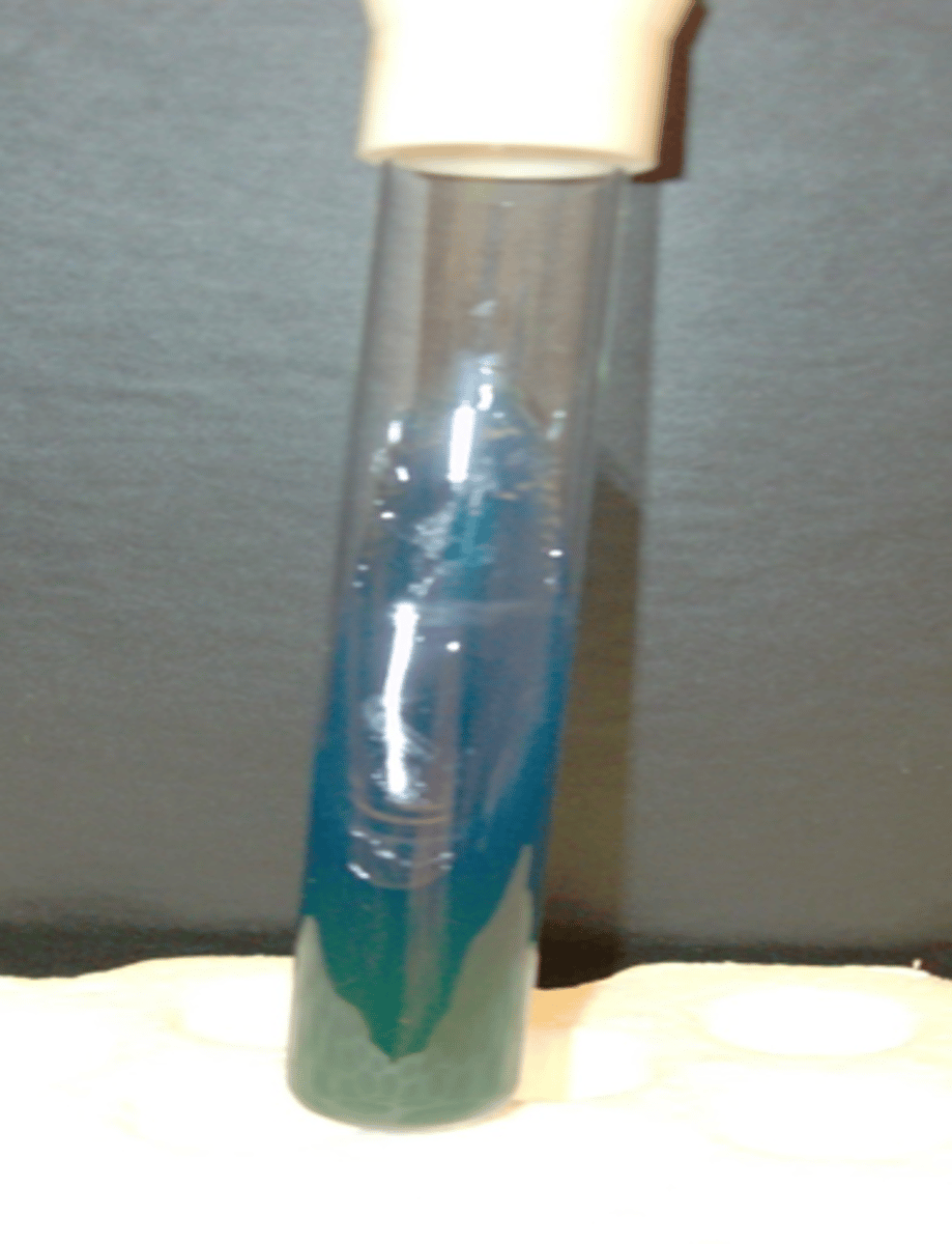 <p>any part of agar turns blue</p>