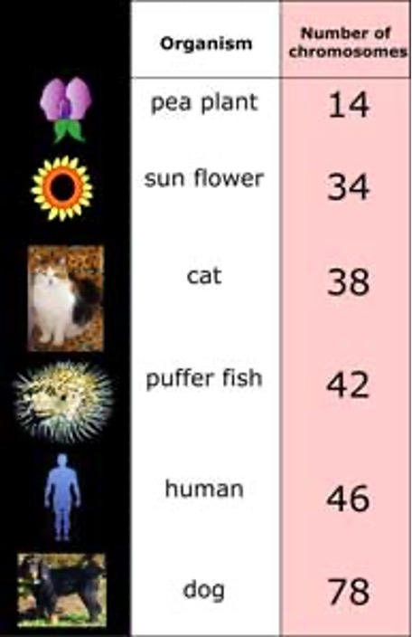 NUMBER OF CHROMOSOMES