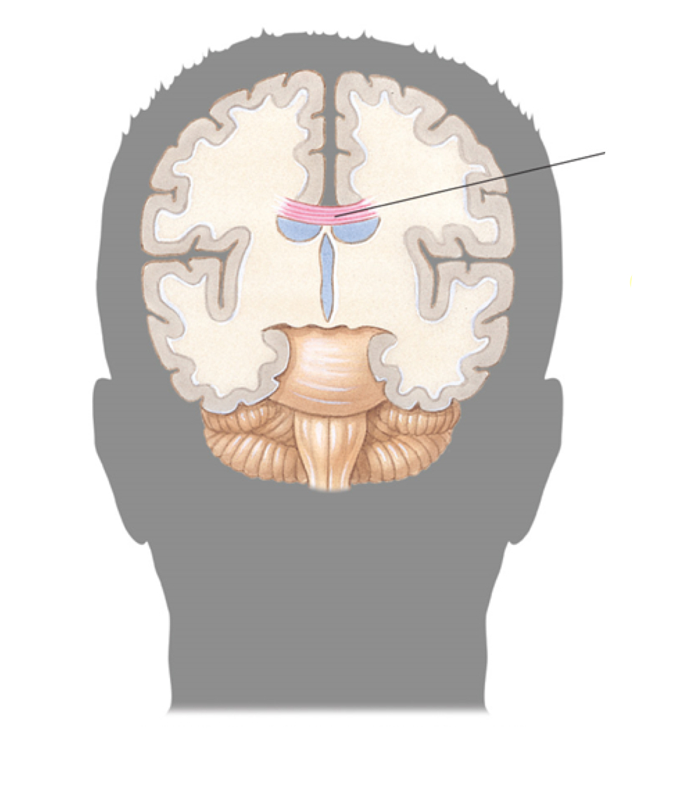 corpus callosum