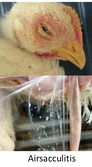 <ul><li><p>Mild-Severe respiratory conditions</p></li><li><p>High mortality rates</p></li><li><p><u>Airsacculitis</u></p></li><li><p><strong><u>Worst in Turkeys</u></strong></p></li></ul><p></p>