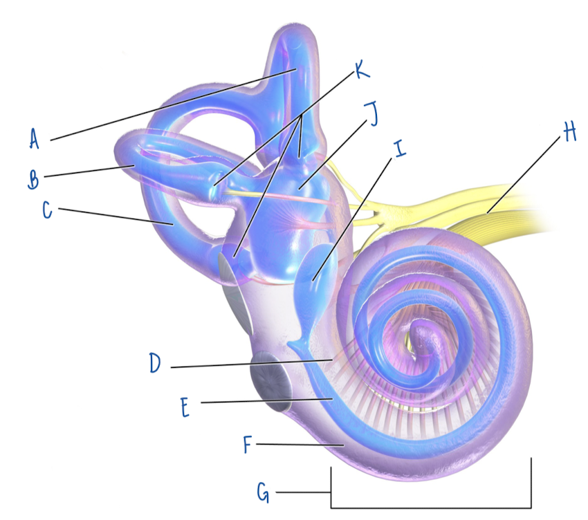 <p>Name the part of the inner ear labeled H</p>