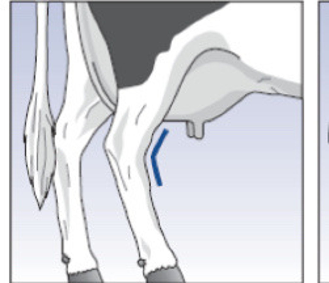<p>What is the term for this hock angle?</p>
