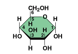 <p></p><p>Glucose </p><ul><li><p>Carbon chain forms ring </p></li><li><p>unlabeled corners = carbon </p><p></p></li></ul><p></p>