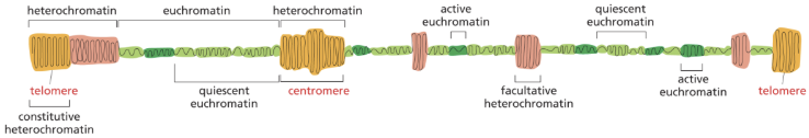 <p>localized covalent modification of histones, presence of chromatin remodeling complexes, and RNA polymerase (transcription) complexes modulate the reversible switching from ______ to ______ regions along chromosomes</p>