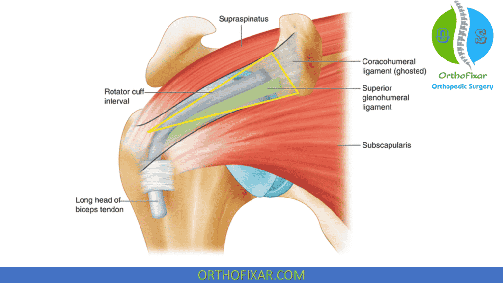 <ul><li><p>Joint capsule</p></li><li><p>Coracohumeral ligament</p></li><li><p>Superior glenohumeral ligament</p></li></ul><p></p>