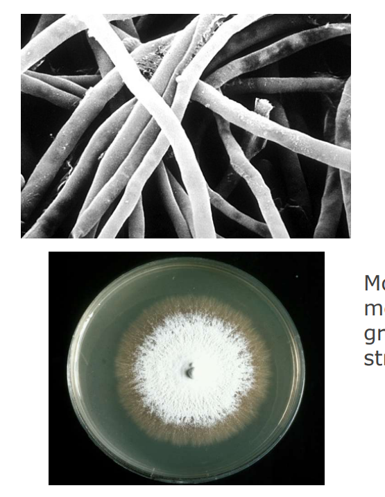 <p>true hyphae</p><p><mark data-color="#c3ffc0" style="background-color: rgb(195, 255, 192); color: inherit;">Mould hyphae form a colony on solid media that is round, sub-surface growth occurs and special spore structures may be on the surface (agar) - spores - distributed by air or water </mark></p>