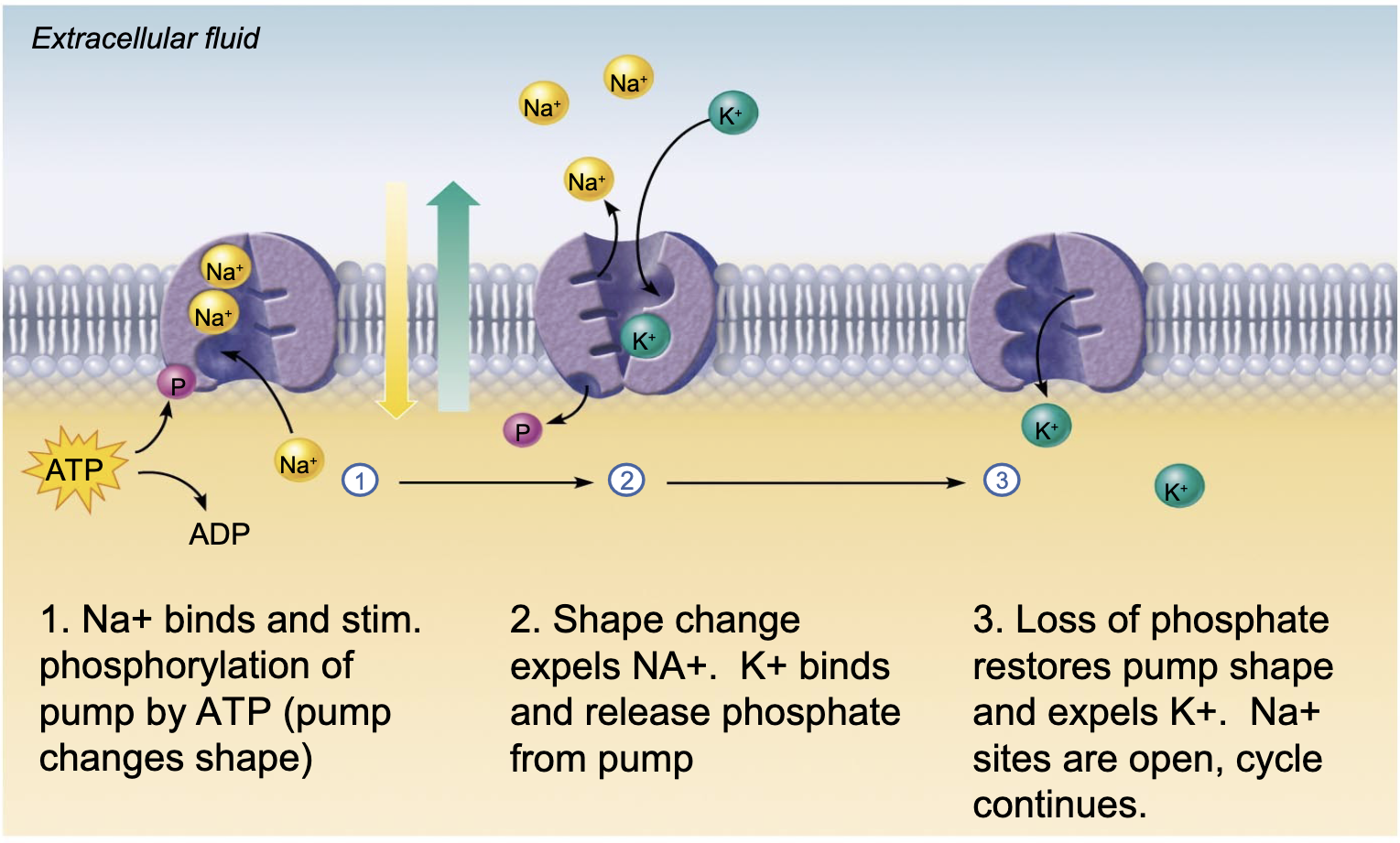 <p>-soduim in the pump plus phosphate from ATP</p><p>-phosphate changes pump’s shape</p><p>-sodium realsed on other side</p><p>-phosphate unbinds on the same side as where it attached </p><p>-pump’s shape changes</p><p>-potassium comes in from outside and is let out on inside</p>
