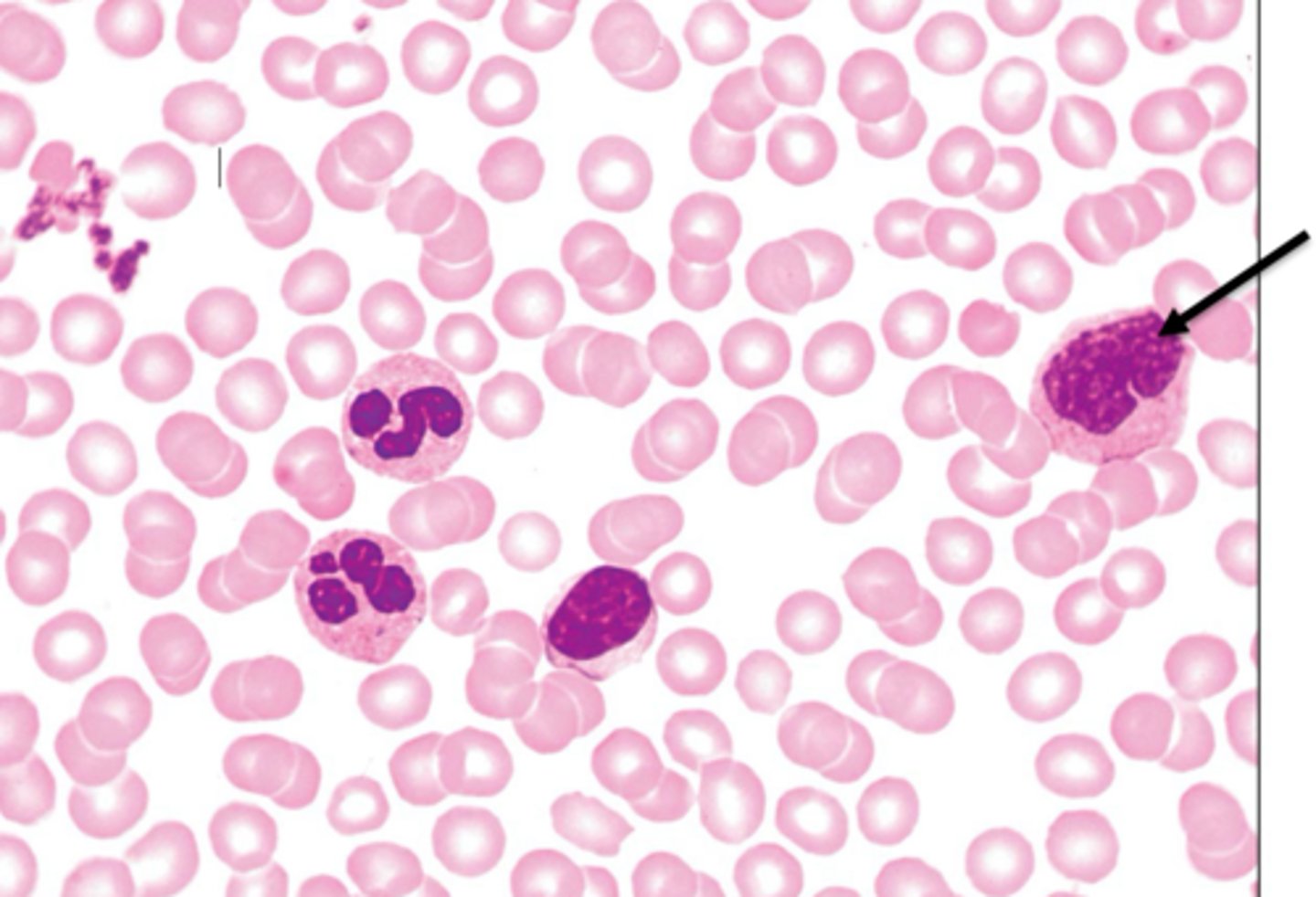 <p>largest leukocyte AKA WBC, phagocytose bacteria, viruses, dead cells, then leave circulation to become macrophages in the tissues, kidney shaped nucli</p>