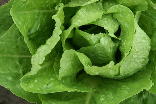 <p>ein Salat</p>