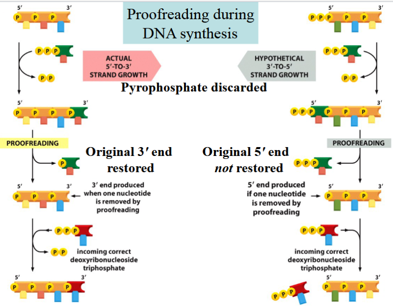 <p>proofreading is only possible if synthesis is 5’ to 3’</p><p>if polymerization occured 3’ to 5’:</p><p>energy needed for a new phosphodiester bond to form would come from breaking of a phosphoanhydride bond at the 5’ end of the chain</p><p>but if the last nucleotide (dNTP) were removed during proofreading, there would be no P-P bond available to add the next molecule (not enough energy)</p><p>(if a mistake were made, the energy needed to fix the mistake would be removed with the mistake → could not be fixed)</p>