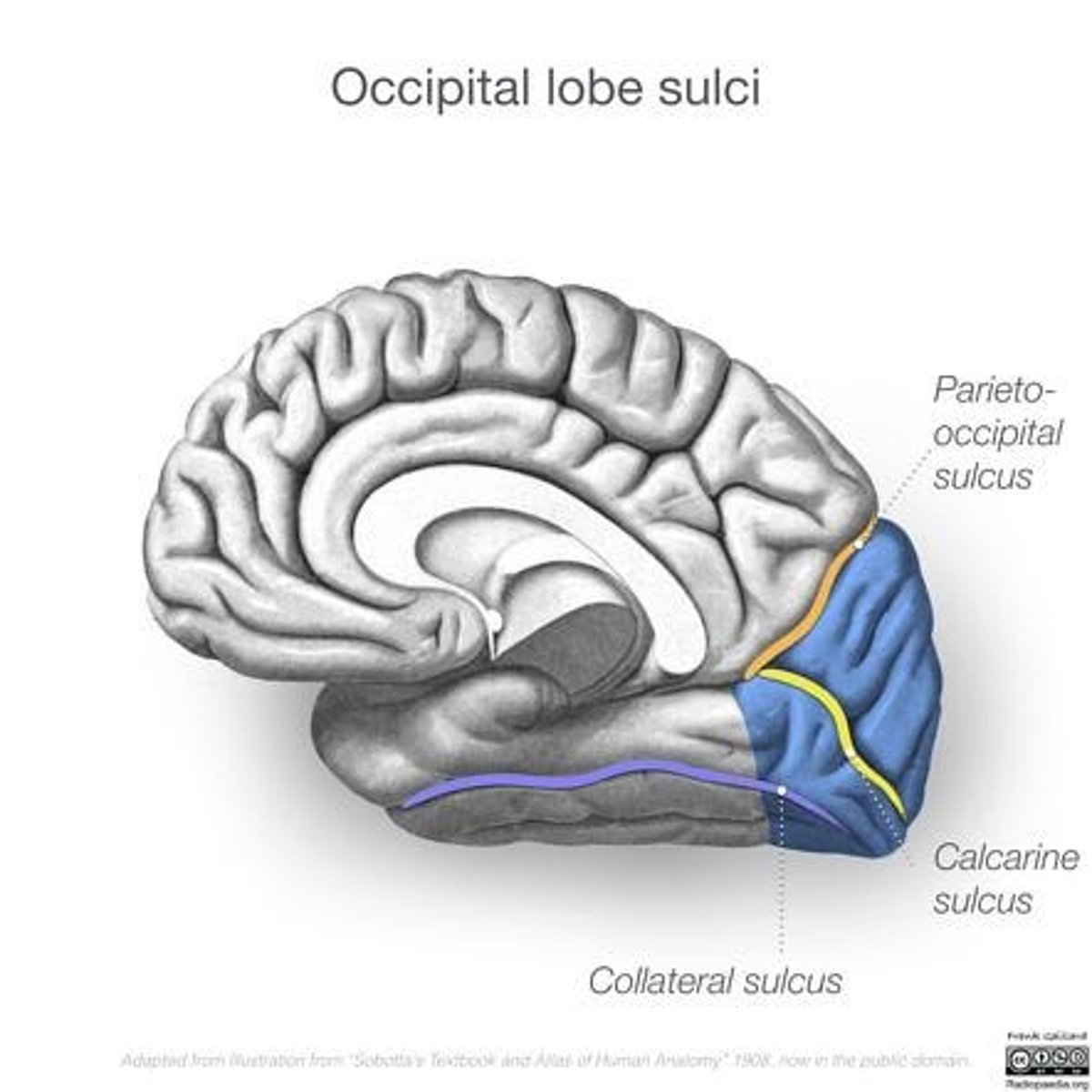<p>Separates parietal lobe from occipital lobe.</p>
