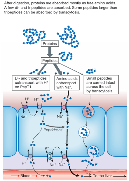 <ul><li><p>most free amino acids are carried by Na+-dependent co-transport </p></li><li><p>a few amino acids transporters are H+ dependent</p></li><li><p>dipeptided and tripeptides are carried into enterocytes on the oligopeptide transporter PepT1 that uses H+-dependent co-transport</p></li></ul><p>once ingested oligopeptides have two possible fates:</p><ol><li><p>Most are digested by cytoplasmic peptidases into individual amino acids, which are then transported across the basolateral membrane and into the circulation. </p></li><li><p>Oligopeptides that are not digested are transported intact across the basolateral membrane on an H+-dependent exchanger.</p></li></ol><p>Some peptides larger than three amino acids are absorbed by transcytosis after binding to membrane receptors on the luminal surface of the intestine.</p>