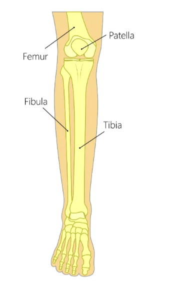 <p>fibular (outer) side </p>