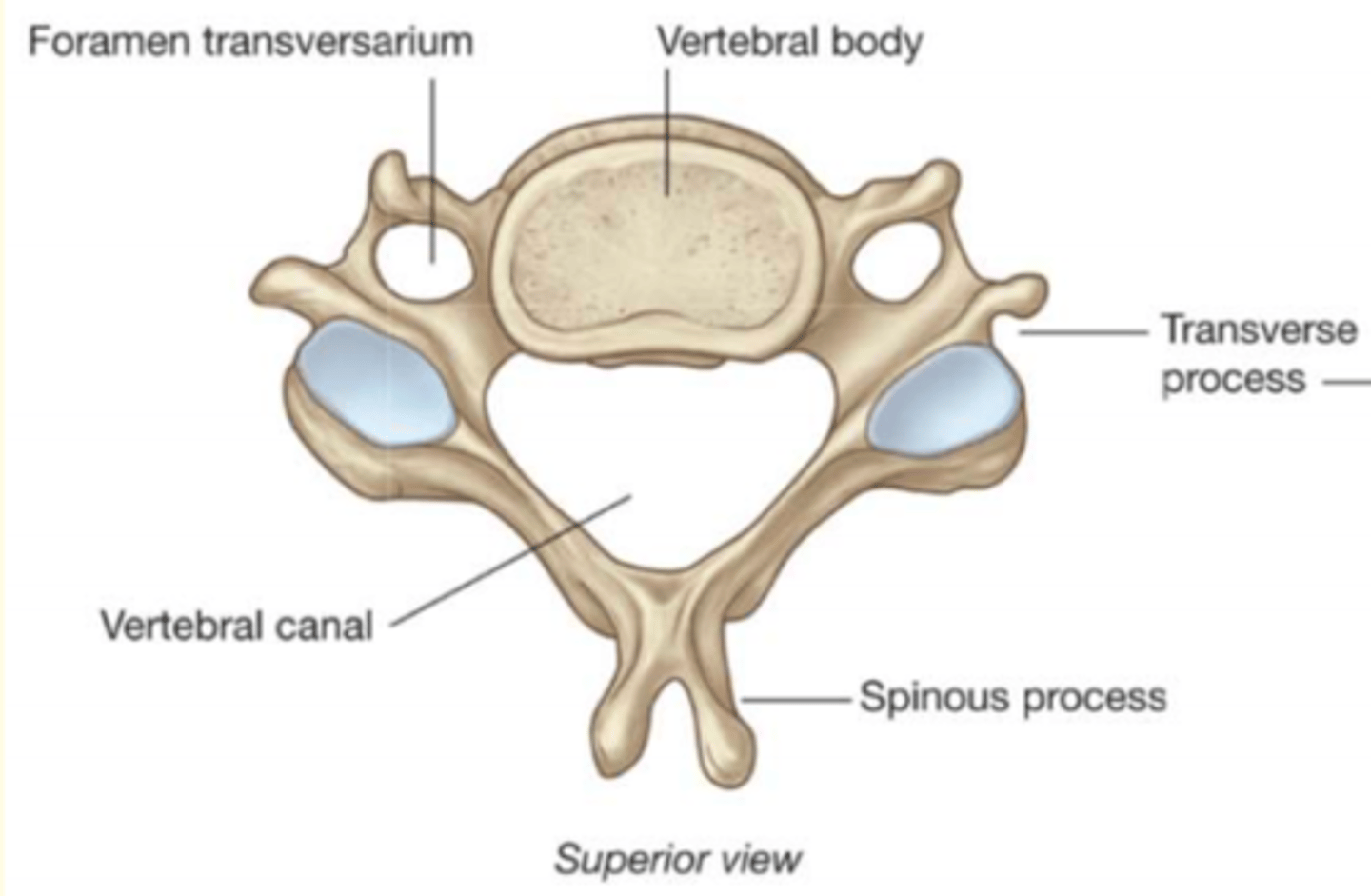 <p>1) Smallest of discrete vertebrae </p><p>2) Bifid spinous process</p><p>3) 2 Transverse foramen in transverse process</p><p>4) Large triangular vertebral foramen</p><p>5) Small dome shaped body with edges forming upward facing lips known as the uncinate process</p>