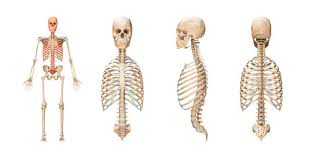 <p>Skeletal division including skull, vertebral column, and thoracic cage.</p>