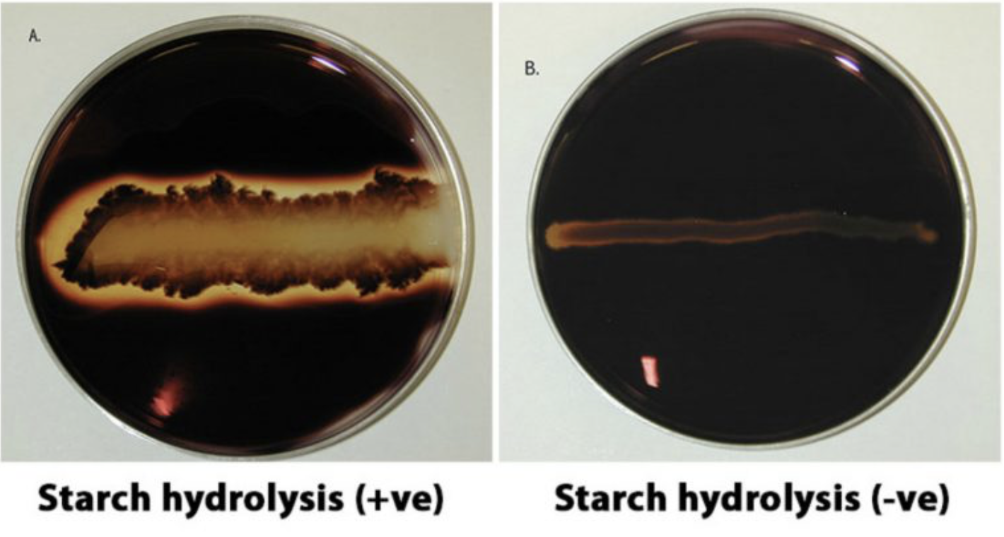 <p>No amylase is present</p>