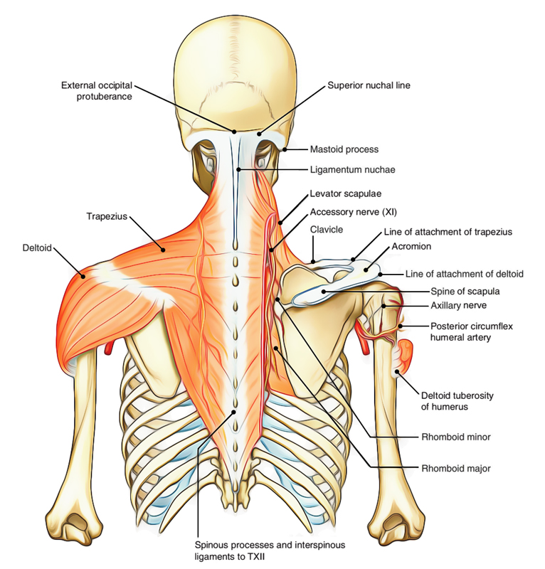 <p>Deltoid</p>
