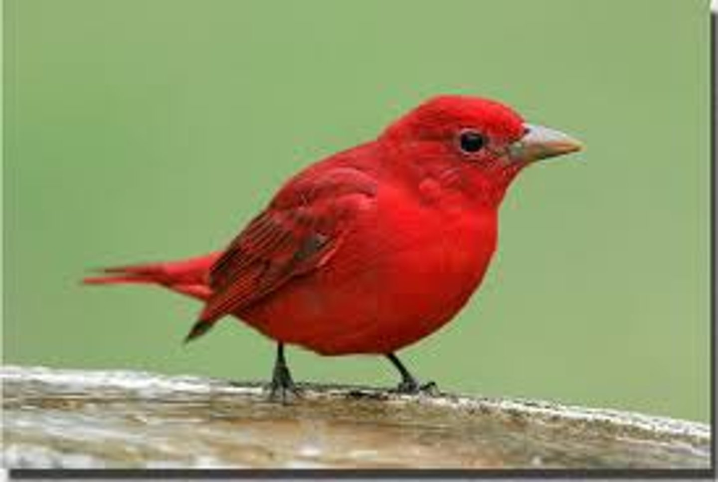 <p>Passeriformes</p><p>Uniformly red, no black face or wings</p>