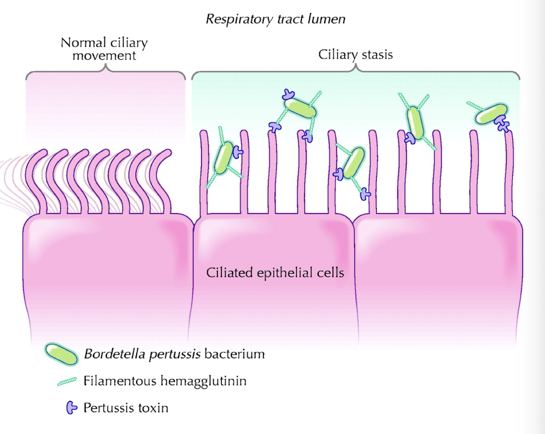 <p>Adhesins and toxins.</p>