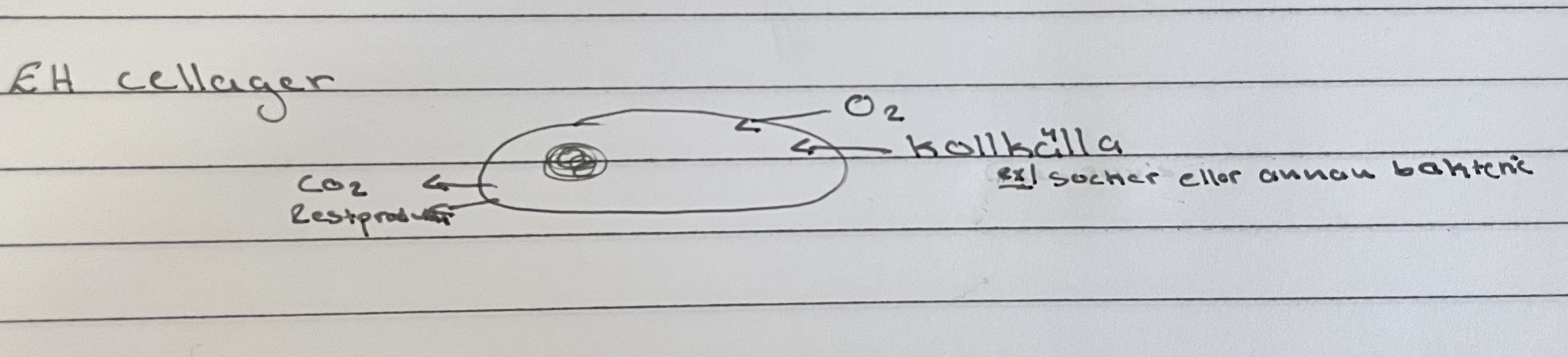 Det gäller encelliga organismer och de får in och ut ämnen väldigt enkelt. 
	=> Syre, koldioxid och avfallsprodukter kan lätt åka igenom via 
             diffusion.
