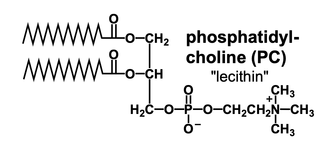 <p>It is a choline connected to the phosphate group of phosphatidate</p>