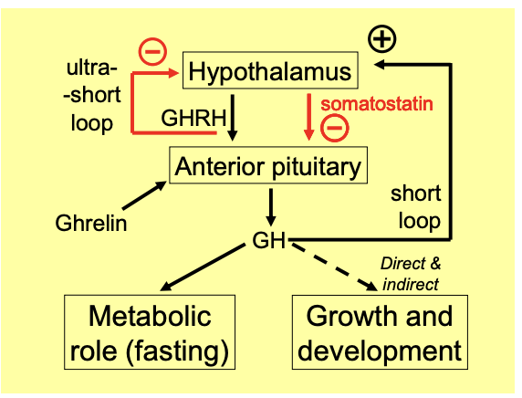 <ol><li><p>promotes synthesis and release of somatostatin</p><ul><li><p>→ short-loop negative feedback</p></li></ul></li><li><p>GHRH inhibits its own release</p><ul><li><p>→ ultra-short-loop feedback</p></li></ul></li></ol><p></p>