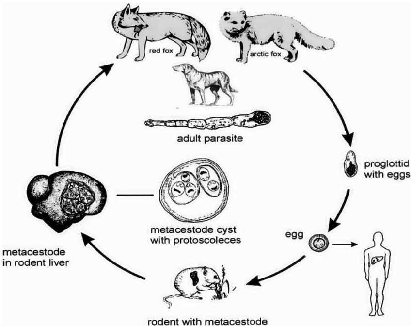 <p>life cycle of?</p>