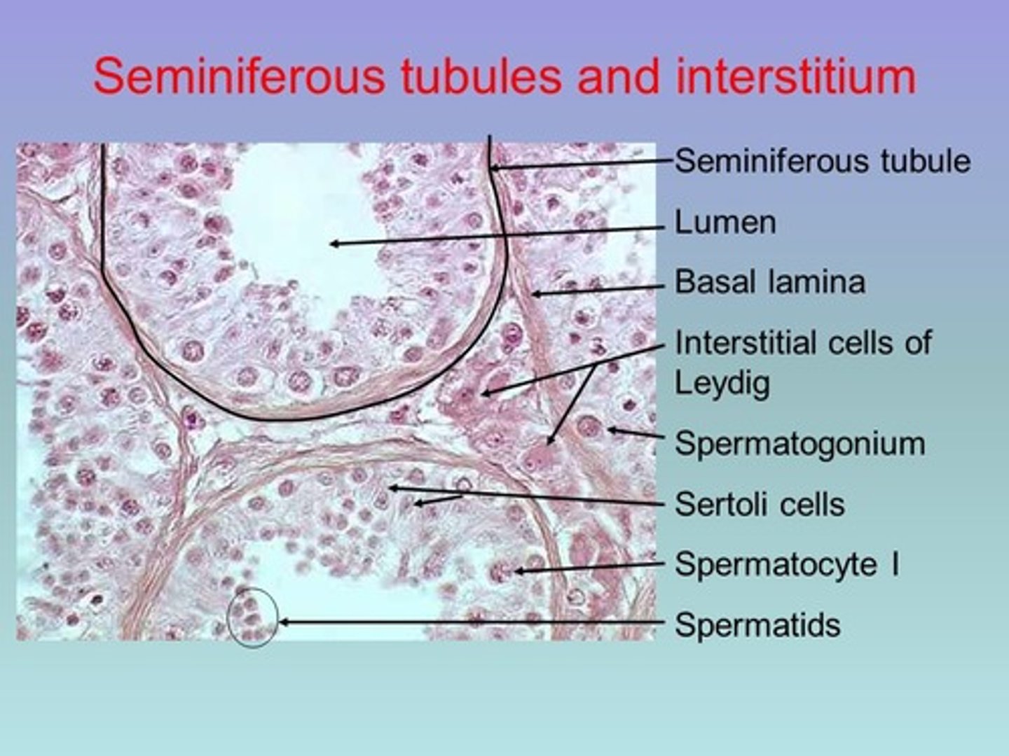 <p>- In the testes</p><p>- Produce testosterone</p>