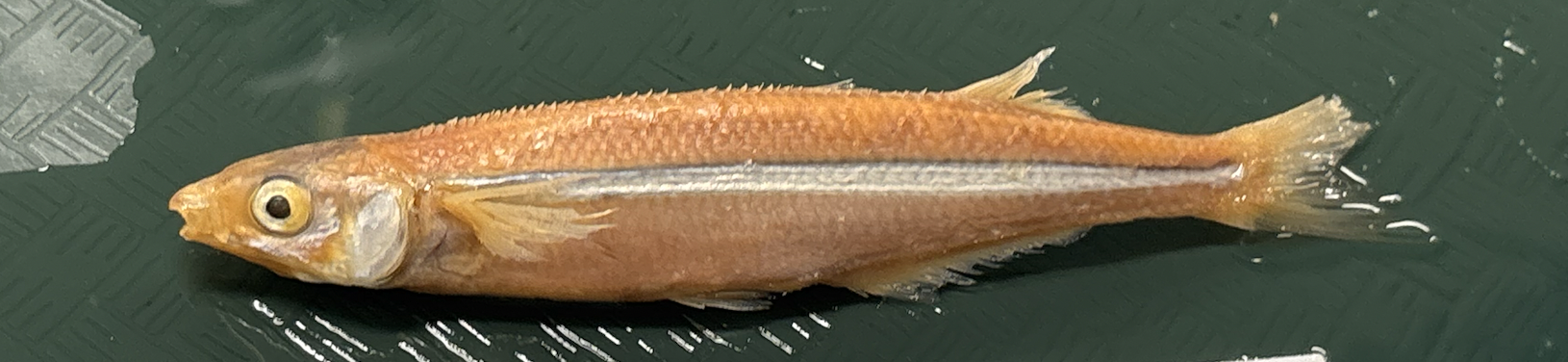 <p>Atheriniformes</p>