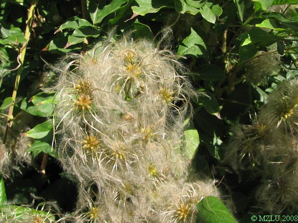 <p><em>Clematis vitalba</em></p>