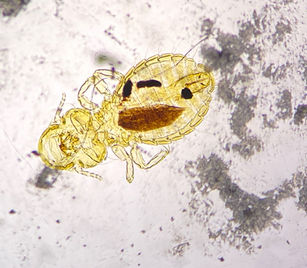<p>identify</p>