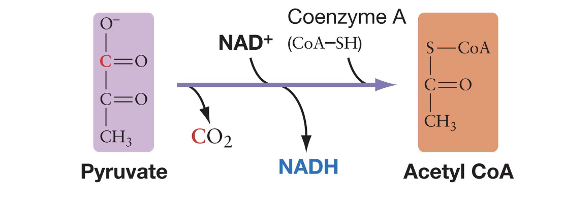 <p>• Eukaryotes: Pyruvate produced by glycolysis is transported into mitochondria</p><ul><li><p><span>Pyruvate is processed by pyruvate dehydrogenase in the mitochondrial matrix in eukaryotes and cytosol in prokaryotes<br>• Pyruvate undergoes a series of reactions:<br>– One of its carbons is oxidized to CO2, and NADH is produced by reduction (redox)<br>– The remaining two-carbon unit is attached to coenzyme A, producing<br>acetyl CoA</span></p></li></ul><p></p>