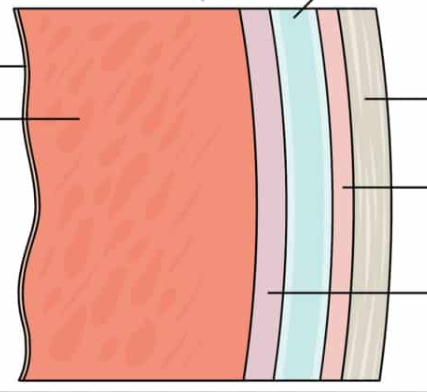 <p>Identify the layers, from left to right. </p>