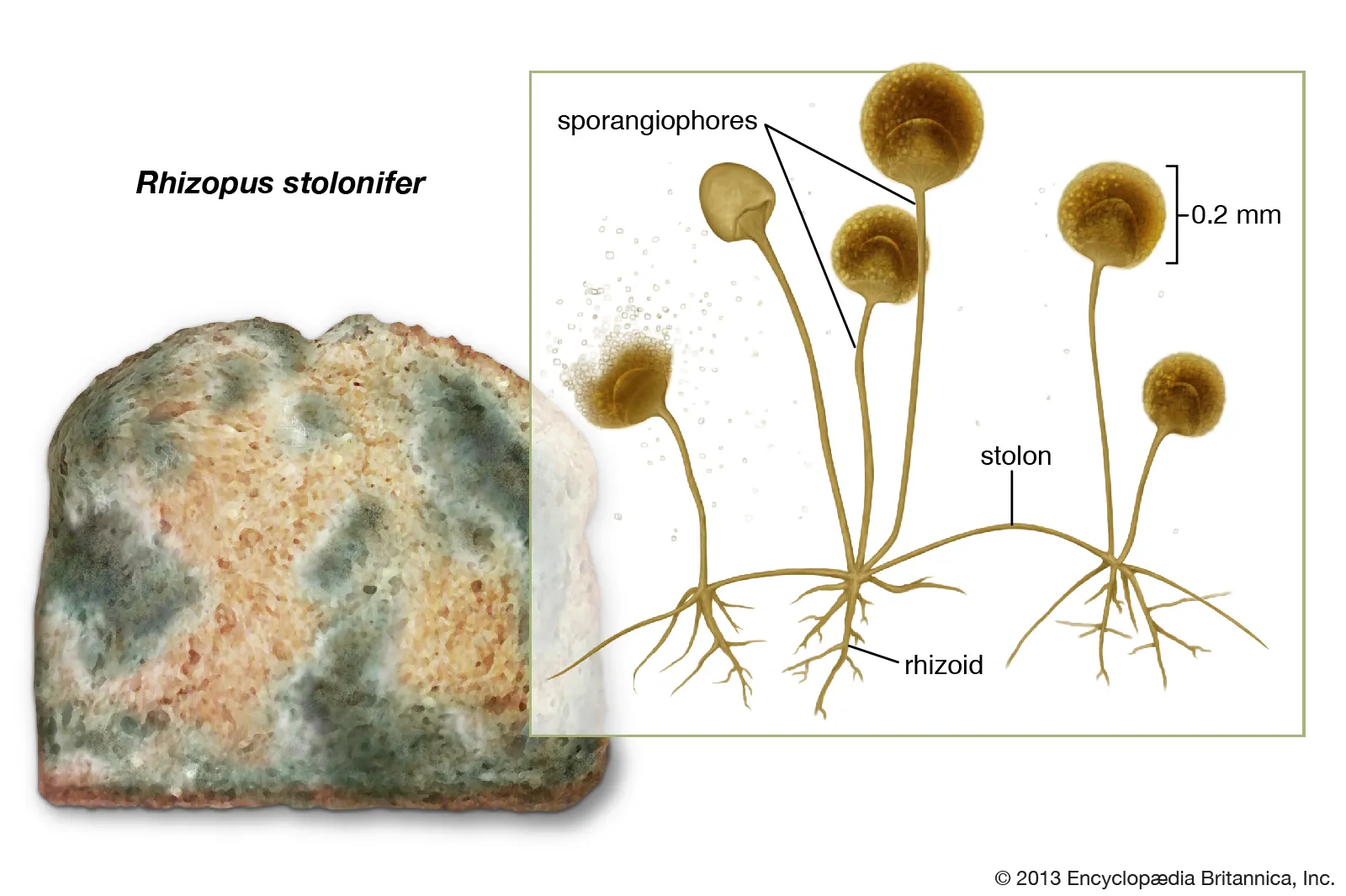 <p><strong>Conidiophores / Sporangiophores</strong>:</p><ul><li><p><strong>Conidiophores</strong>:</p><ul><li><p>Specialized aerial hyphae that produce <strong>conidia</strong> (asexual spores) at their tips.</p></li><li><p>Example: <em>Aspergillus</em>, <em>Penicillium</em>.</p></li></ul></li><li><p><strong>____________</strong>:</p><ul><li><p>Specialized aerial hyphae that produce <strong>sporangia</strong>, which contain sporangiospores.</p></li><li><p>Example: <em>Rhizopus</em>.</p></li></ul></li></ul><p></p><p><strong>Specialized Hyphal Structures</strong></p><p>Molds have evolved specialized hyphal structures to support their growth and reproduction:</p>