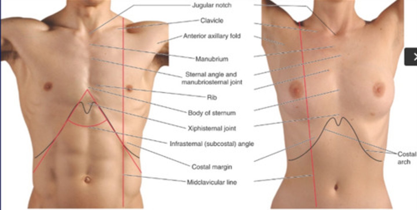 <p>is the study of <u><mark data-color="blue" style="background-color: blue; color: inherit;">anatomical landmarks</mark></u><mark data-color="blue" style="background-color: blue; color: inherit;"> on the </mark><strong><u><mark data-color="blue" style="background-color: blue; color: inherit;">surface of the body</mark></u></strong> through <strong>visualization </strong>and <strong>palpation</strong>.</p>