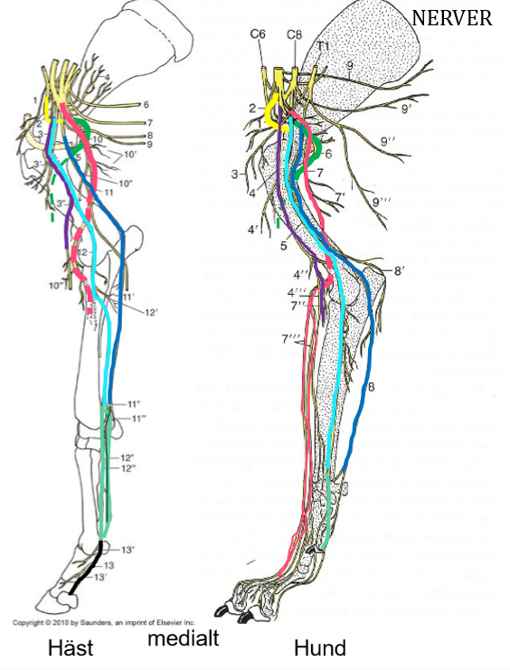 <p>Nervus medianus → Grön</p>